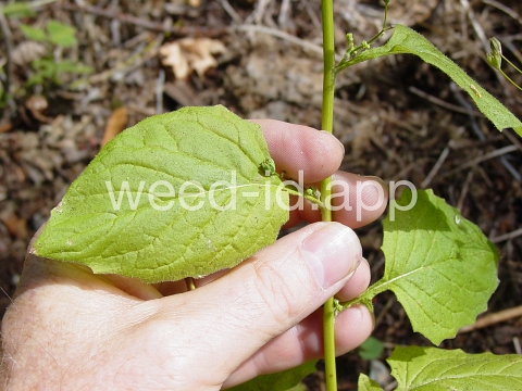 nipplewort